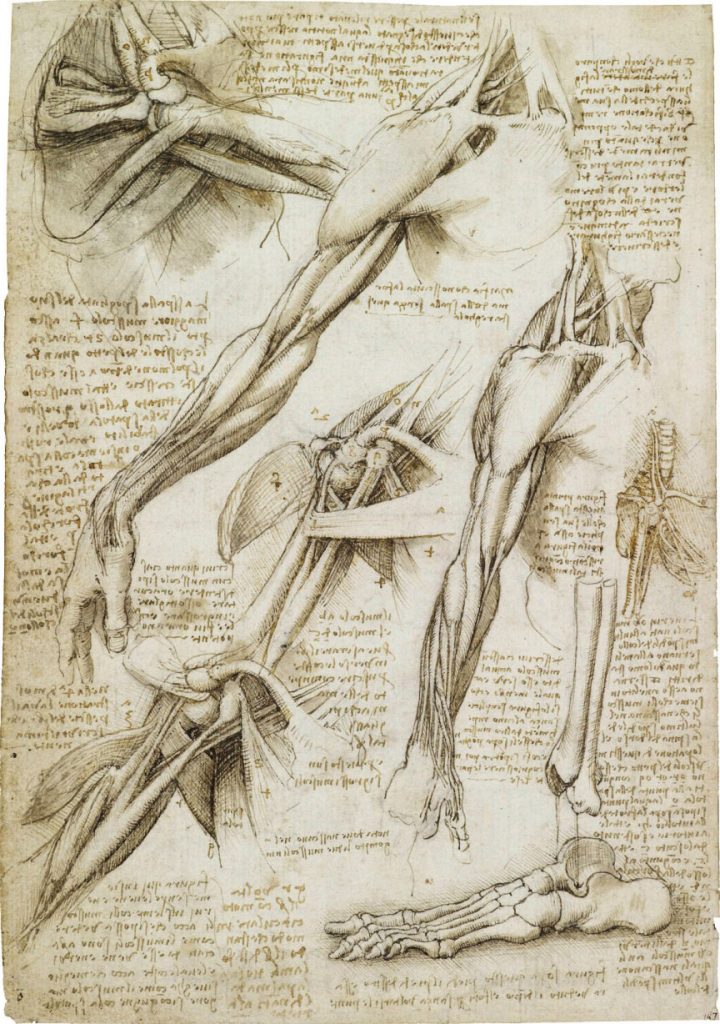 Drawing of anatomy of arm and shoulder muscles and bones in the foot.