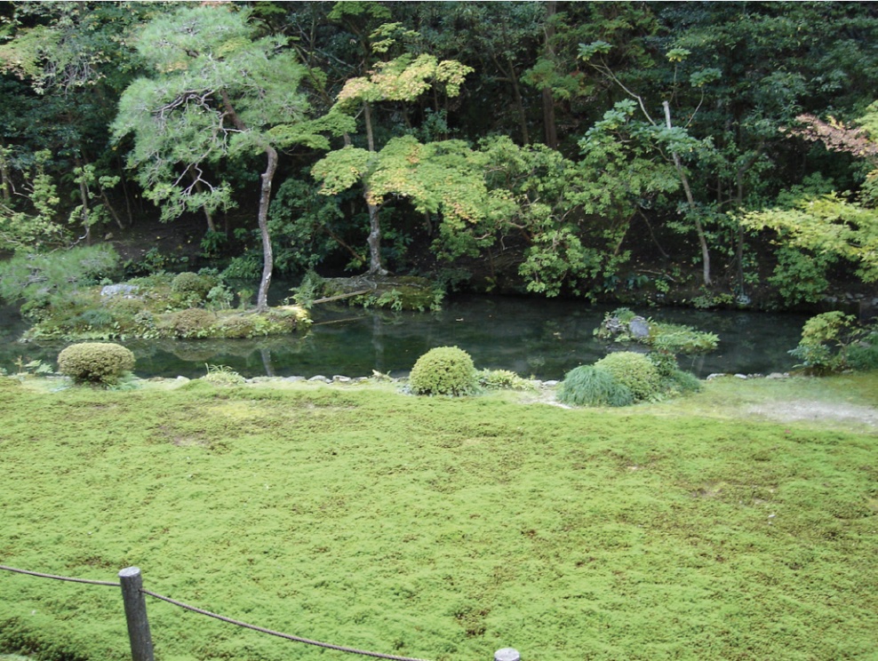 Photo of green and grassy garden with trees and pond.