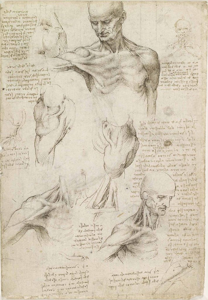 Several drawings of man's head and upper body with detail on muscle structure.